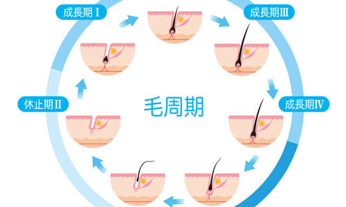 毛周期